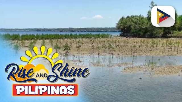 Proyekto ng DOST-PCAARRD at Mariano Marcos State University upang mapangalagaan ang mga mangrove sa Ilocos Norte, ating alamin!