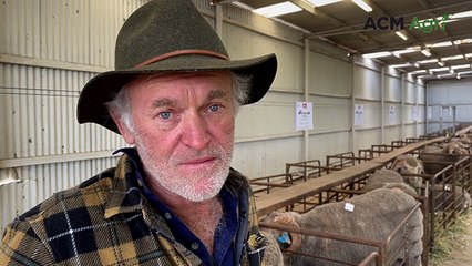 Rutherglen Merino stud sale | Farm Weekly