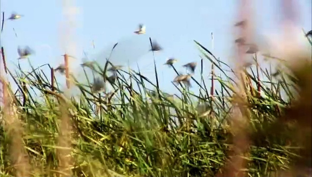 Bbc Planeta.Ljudej.(6.Iz.8).Savanni