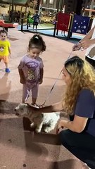 Sahibinin bir şey yapmaz dediği köpek küçük kızı ısırdı!