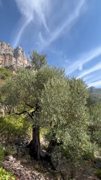Les Oliviers des Gorges du Verdon