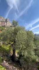 Les Oliviers des Gorges du Verdon