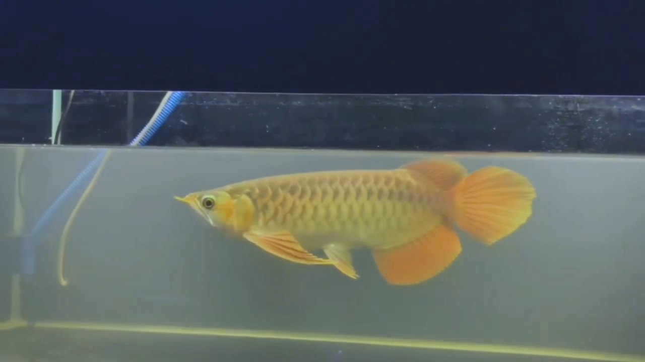 SUPER RED AROWANA FISH FROM KALIMANTAN INDONESIA LIKE A VERY HANDSOME MAN