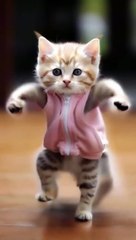 so funny cat videos  #cat #catlover #funnycat #shortvideo #shortsfeed #shorts #shortsvideo