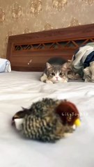 Little kitten suddenly pops up! #cute  #meow #kitten