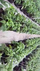 John Nwankwo Noko  successful transplant