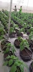 John Nwankwo Noko bell pepper in 2 weeks
