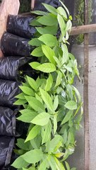 John Nwankwo Noko avocado nursery doing well