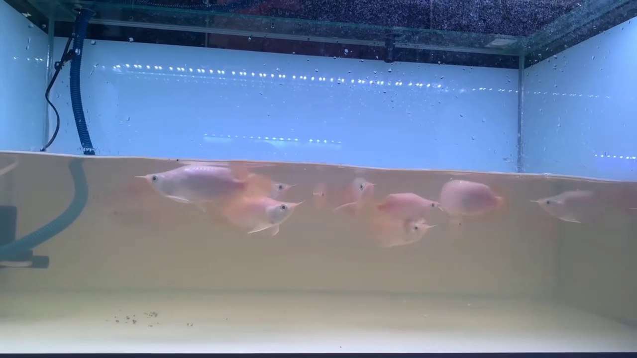 SUPER RED AROWANA FISH SHORT BODY LIKE A MAN WITH A STRONG BODY, STRONG MUSCLE AND HANDLING