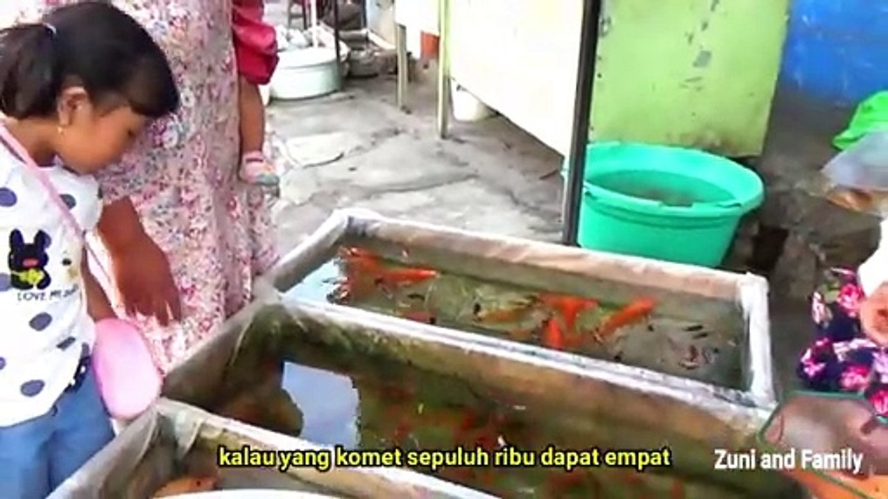 Beli Ikan Hias di Pinggir Jalan Ikan Marbel & Ikan Koki - Ikan hias Aquarium mini