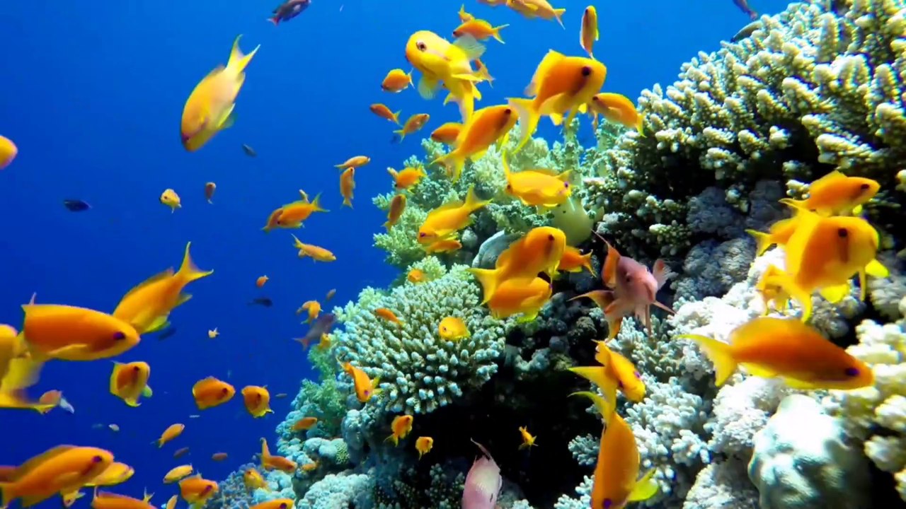 Relexing and Calming Music