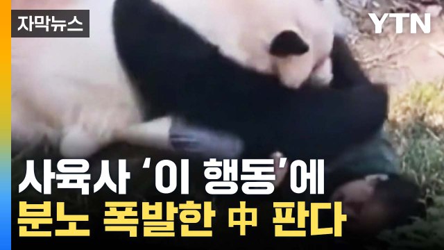 [자막뉴스] 이례적인 일 ...분노 폭발한 中 판다가 공격한 이유 / YTN