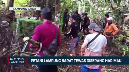 Kembali Terjadi, Petani Lampung Barat Tewas Diserang Harimau!