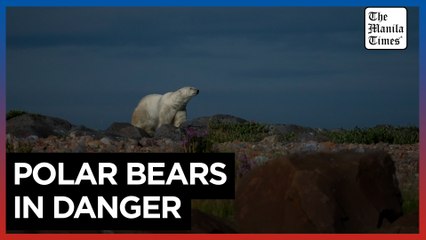 In the gateway to the Arctic, fat, ice and polar bears are crucial. All three are in trouble
