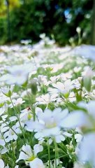 Flowers of Japan 7