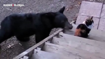 Tek patisiyle kendine yanaşan ayının aklını alan kedini görüntüleri viral oldu