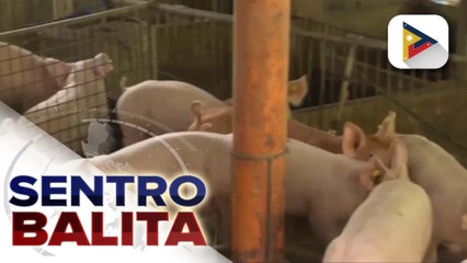 D.A., target matapos ang bakunahan vs. ASF ngayong taon; repopulation, target sa susunod na taon
