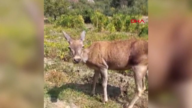 Kızıl geyiklerden biri kavun tarlasında, diğeri köyde görüntülendi