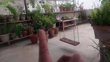 adenium seed germination اڈینیم    एडेनियम