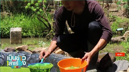 “หมูเด้ง” พิชิตยอดจำหน่ายบัตรสูงสุดเป็นประวัติการณ์ | เป็นข่าวเล่าเรื่อง | 25 ก.ย. 67 | PART 1