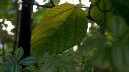 matahari dibalik daun