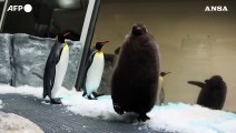 Australia, il pinguino Pesto diventa una star mondiale