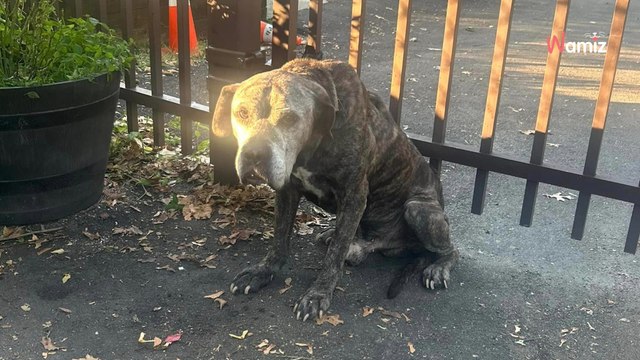 Deux silhouettes attendent devant le refuge : le mot qu'ils tiennent entre leurs pattes brise tous les cœurs (vidéo)