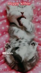 __happy kitten__  #short  #cat #funny #catmusic #001 #cute @Star_14672