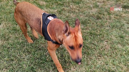 Ex-maltraité, ce chien a encore été déçu : quelqu'un s'était proposé pour l'adopter et ne donne plus signe de vie