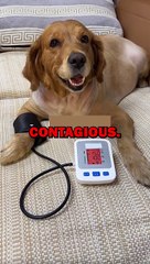 DOG GETS SICK! #dogs