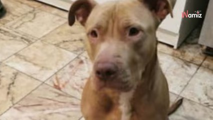 Leur fils fait plusieurs AVC et ils récupèrent son chien : trop âgés pour s'en occuper, ils cherchent de l'aide