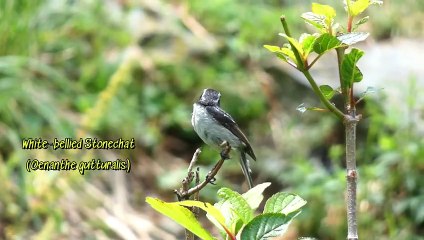White-bellied Stonechat: Rare Sighting Caught on Camera!