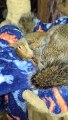 Squirrel is relaxing while getting pampered!