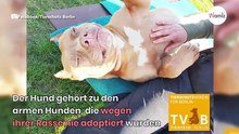 Berlin weint: Tierheim beerdigt einen Hund und erzählt seine Geschichte