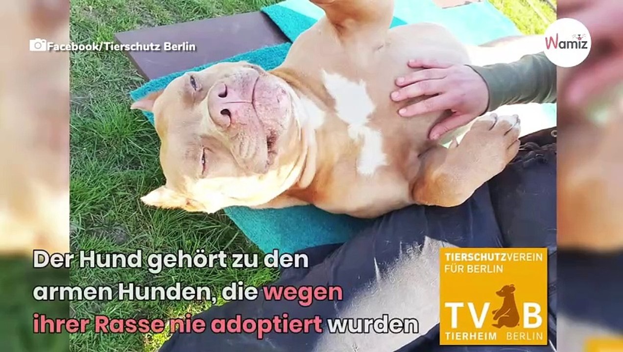 Berlin weint: Tierheim beerdigt einen Hund und erzählt seine Geschichte