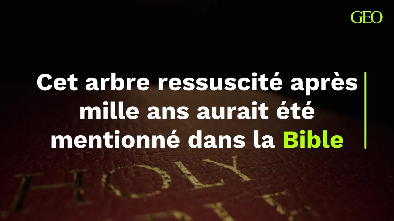 "Ressuscité" à partir d'une graine vieille de mille ans, cet arbre mystérieux aurait été mentionné dans la Bible