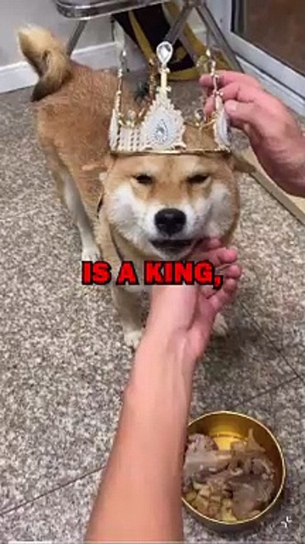 ⁣DOG MAKES MESS! #dogs #dog #animalstories