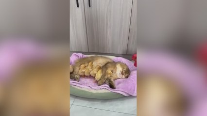 Una gata 'adopta' unos polluelos ante la indignación de sus padres legítimos