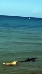 Cachorro corajoso enfrenta tubarão em praia e viraliza no TikTok