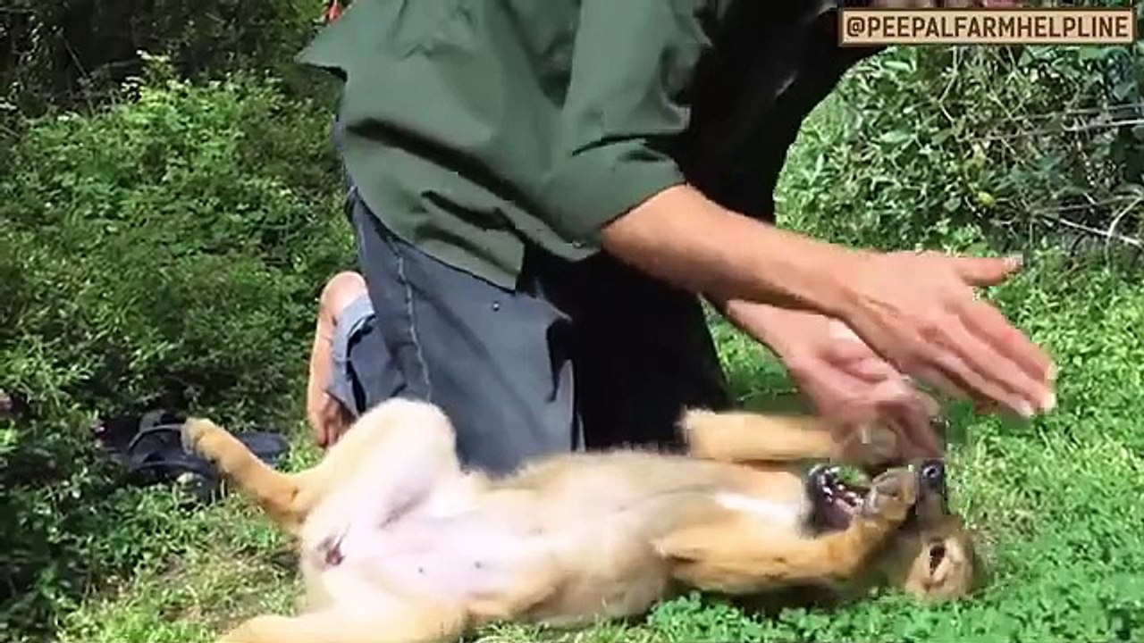 Dog Biting Problem? How to Stop Your Dog from Biting - Effective Tips