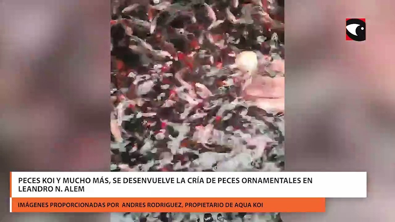 Peces Koi y mucho más, se desenvuelve la cría de peces ornamentales en Leandro N. Alem