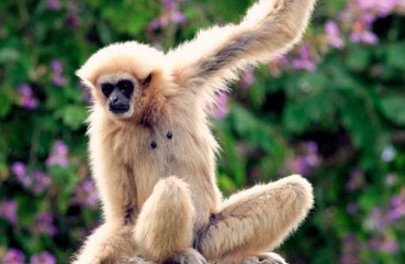 Groovy gibbons have human dance moves