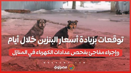 بعد وفاة طفل نهشته الكلاب الضالة.. ورشة عمل عن مرض السعار بسوهاج