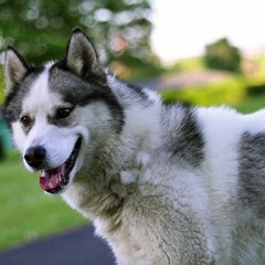 "What’s the funniest thing your dog has ever done? Share your stories!"