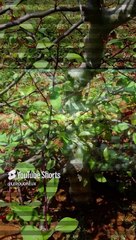 Cet Arbre Millénaire Ressuscité d’une Graine Vieille de 2 000 Ans ! Un Miracle Botanique ! #survival