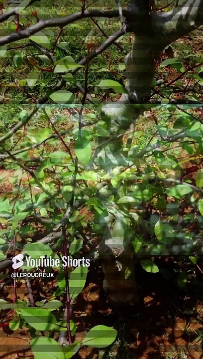 Cet Arbre Millénaire Ressuscité d’une Graine Vieille de 2 000 Ans ! Un Miracle Botanique ! #survival