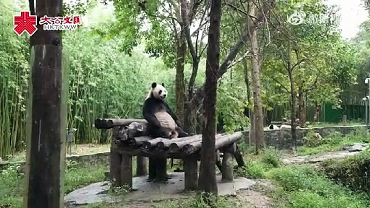 #新一对大熊猫9月26日启程赴港#