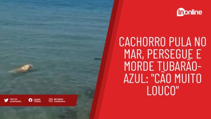 Cachorro pula no mar, persegue e morde tubarão-azul: "Cão muito louco"