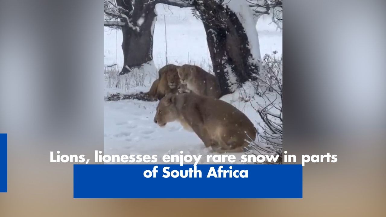 Lions, lionesses enjoy rare snow in parts of South Africa youtube