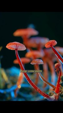 Bioluminescent fungi attract insects like click beetles with their glow. When insects land on the glowing fungi, they pick up spores and later drop them in new locations, helping the fungi to grow in different areas.